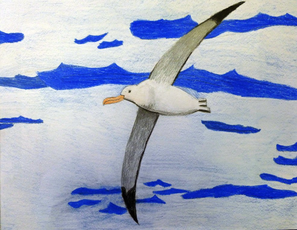 2nd Grade 3rd Place. 'Short-tailed Albatross' by Julia Zhan from Chadbourne Elementary School. Image courtesy US Fish and Wildlife Service.